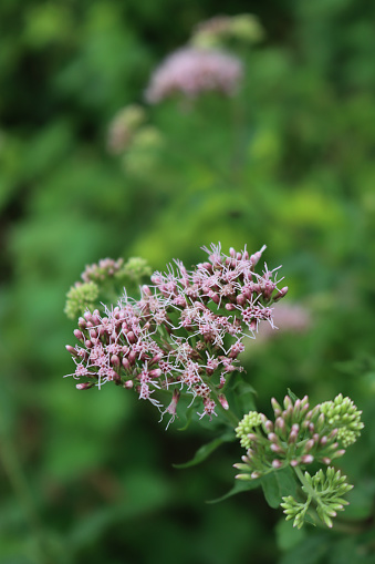 Close-up of wild pink flowers of Hemp-agrimony or Holy rope. Eupatorium cannabinum plant in bloom on summer