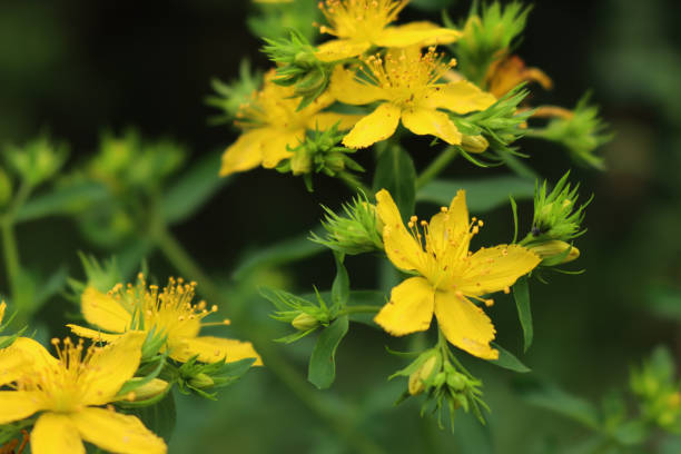 istock Close-up of St. John's wort flowers on dark background. Hypericum perforatum 1586709030