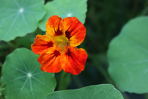 Nasturtium, plant with round leaves and bright orange, and red ornamental edible flowers. Tropaeolum