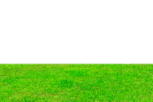 Green grass field against white background.