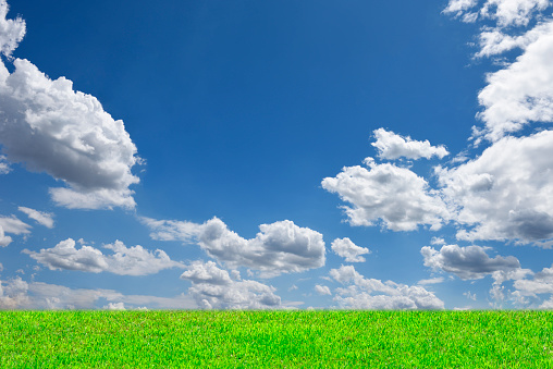 Green grass field against blue sky with copy space.