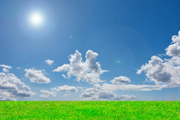 Green grass field against blue sky with copy space.