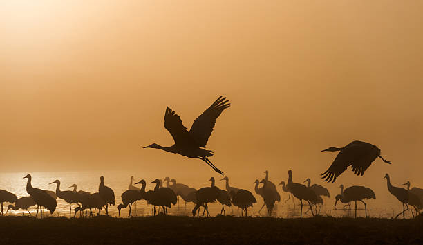 Sandhill cranes Sandhill cranes in Bosque del Apache national wildlife refuge, New Mexico. eurasian crane stock pictures, royalty-free photos & images