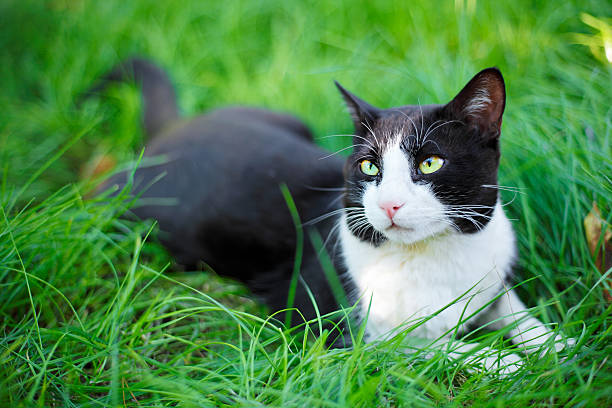 istock Cute black cat lying on green grass lawn 158672061