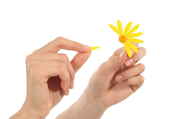 istock Woman hands defoliating a daisy 158672143