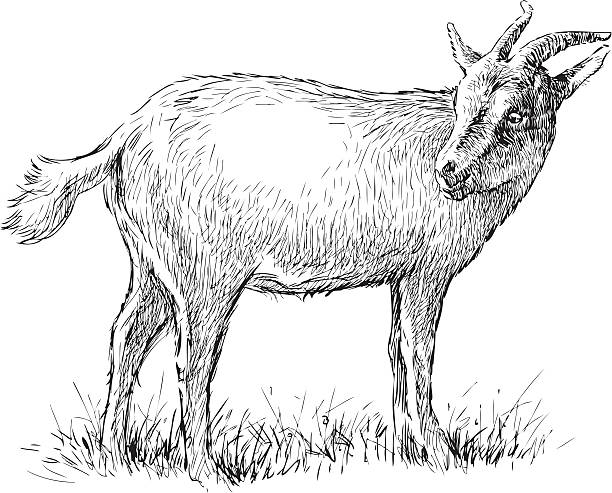 podziwiając koza - goat shaggy animal mammal stock illustrations