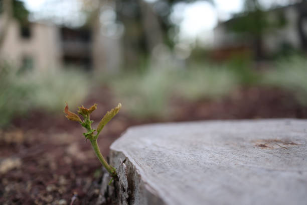 istock Tiny oak tree branch growing out of an oak tree that has been cut down 1586722831