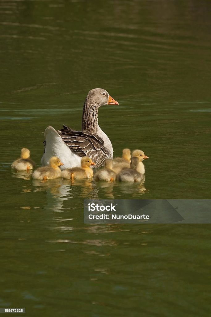 En la familia - Foto de stock de Abril libre de derechos