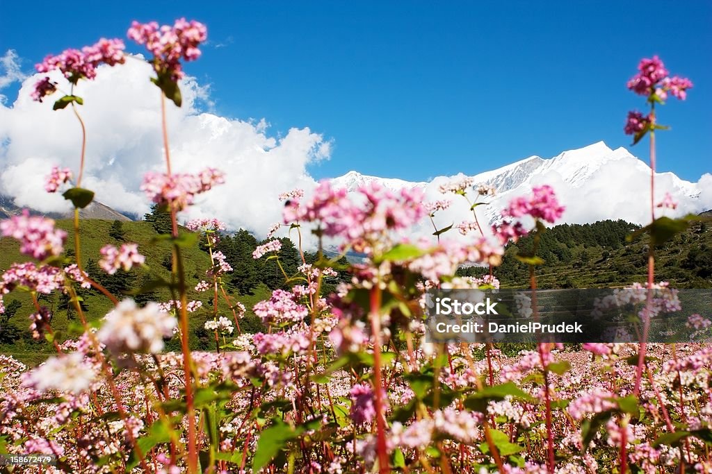 Dhaulagiri himal with buckwheat field view from annapurna himal to dhaulagiri himal with buckwheat field Agriculture Stock Photo