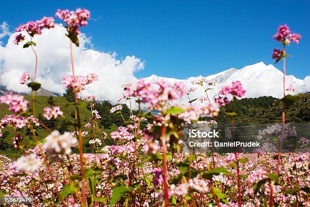 Dhaulagiri Himal With Buckwheat Field Stock Photo - Download Image Now - Agriculture, Asia, Buckwheat