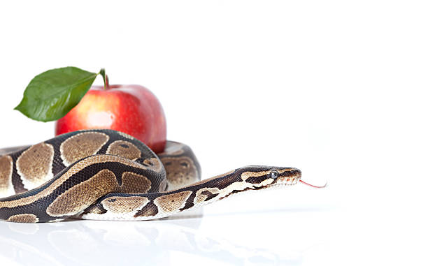 python snake mit roter apfel - royal python stock-fotos und bilder