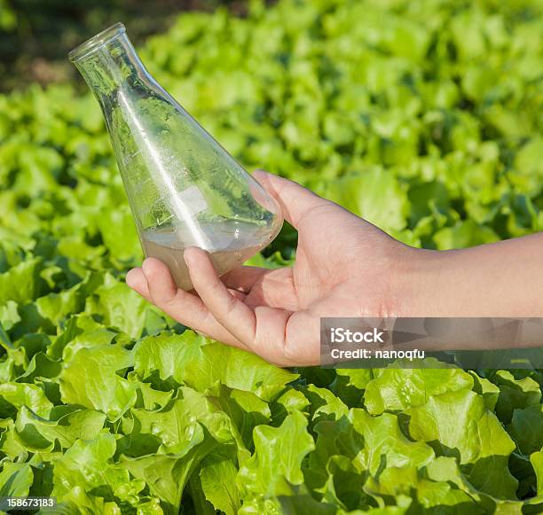 Boden Lösung Glaskolben Stockfoto und mehr Bilder von Agrarbetrieb - Agrarbetrieb, Blatt - Pflanzenbestandteile, Dünger