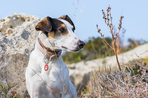 Close up shot of the face of a fox terrier and pointer cross mix breed dog, with hazel eyes, in the Maltese countryside, among rocks and bushes