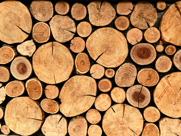 istock wall of stacked wooden logs. Background texture 1586745592