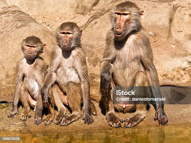 세 가지 서로 다른 연령대의 Baboons 감금 상태에 대한 스톡 사진 및 기타 이미지 - 감금 상태, 개코원숭이, 남성 성기