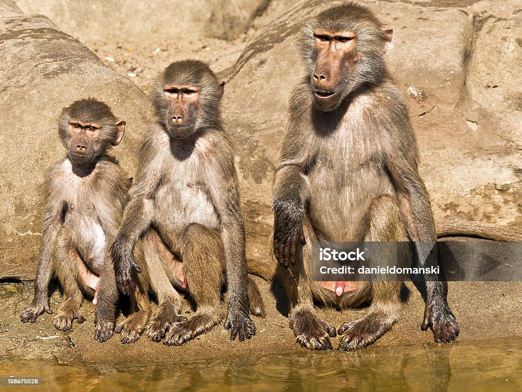 Três baboons de idades diferentes. - Foto de stock de Animais Machos royalty-free