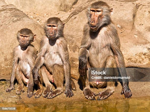 Foto de Três Baboons De Idades Diferentes e mais fotos de stock de Animais Machos - Animais Machos, Assistindo, Babuíno