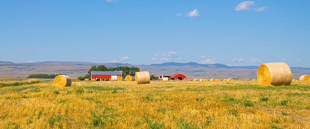 istock golden field and blue sky 158675102