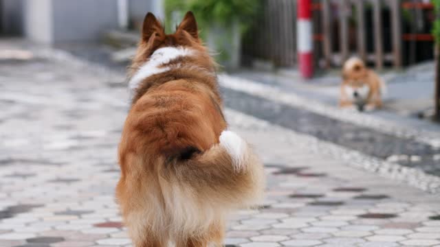 Rear view of cute rough collie dog standing and wagging its tail towards small brown dog lying on ground, friendly greeting between two dogs, 4k slow motion footage.