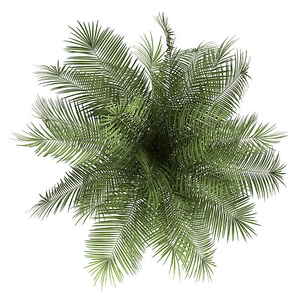 istock top view of palm tree isolated on white background 158675667