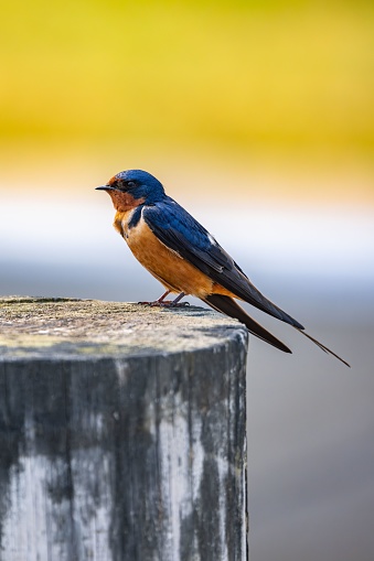 A small barn swallow (Hirundo rustica) perched atop a wooden post basking in the warm sunlight