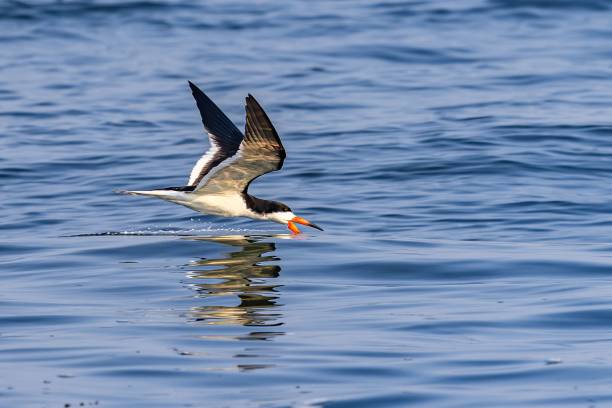 Black water cutter (Rynchops niger) with a large fish in its beak soaring gracefully over a pond