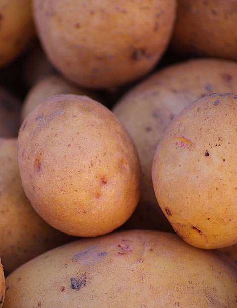 New Potatoes stock photo