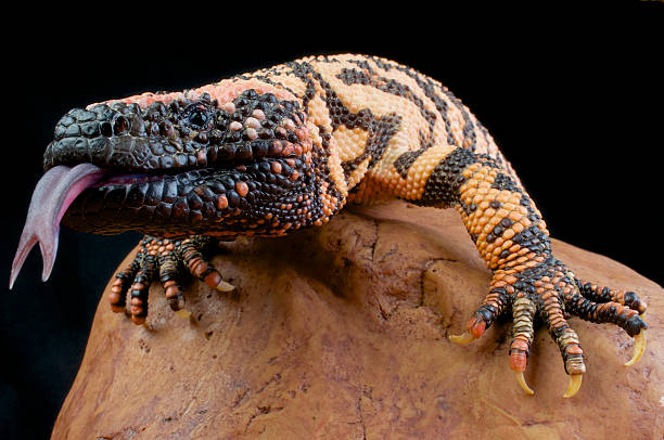 Gila Monster / Heloderma suspectum The worlds most venomous lizard, the Gila Monster. reptile tongue stock pictures, royalty-free photos & images