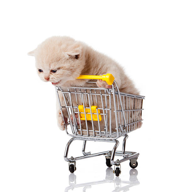 istock kitten with shopping cart isolated on white. 158678016