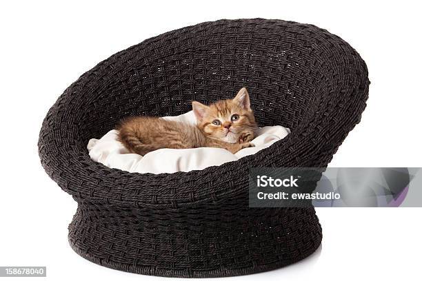 Photo libre de droit de Chaton Dans Le Panier De Couchage banque d'images et plus d'images libres de droit de Amour - Amour, Animaux de compagnie, Chat domestique