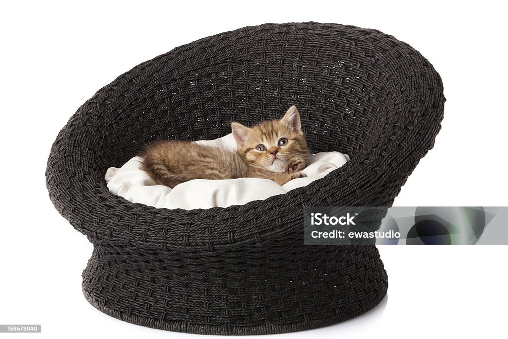 Gattino dorme nel cesto - Foto stock royalty-free di Amore