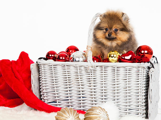 istock Pomeranian christmas dog 158678241