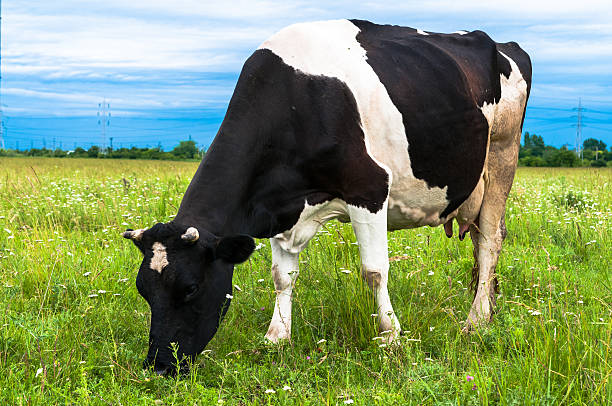 istock Cow grazing in fresh pastures 158678645
