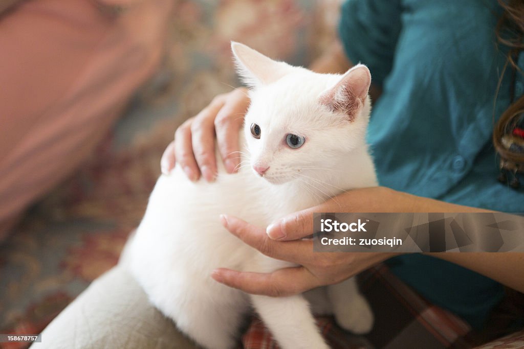 The cat A person holding a cat Animal Stock Photo