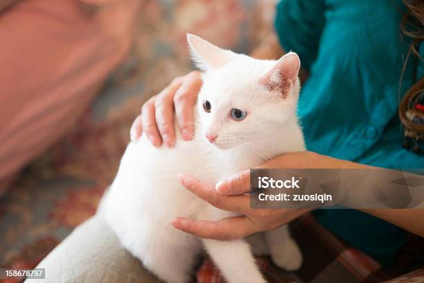 The Cat Stock Photo - Download Image Now - Animal, Close-up, Domestic Animals