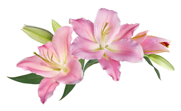 istock Pink lily flower bouquet isolated on white background 1586788029