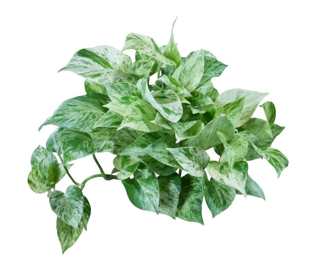 istock Heart shaped green leave of devils ivy or golden pothos (Epipremnum aureum) 1586788030