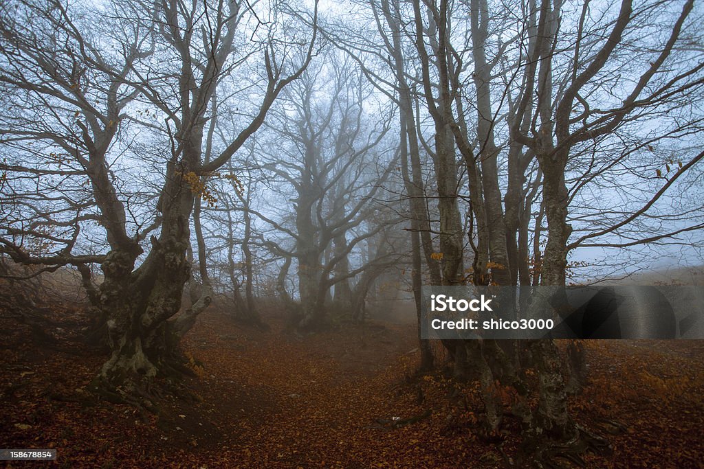 Bosque imagen con palmeras y niebla - Foto de stock de Abstracto libre de derechos