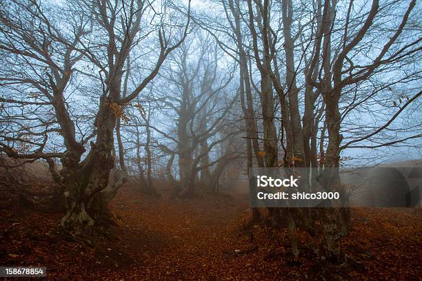 Bosque Imagen Con Palmeras Y Niebla Foto de stock y más banco de imágenes de Abstracto - Abstracto, Aire libre, Aterrorizado