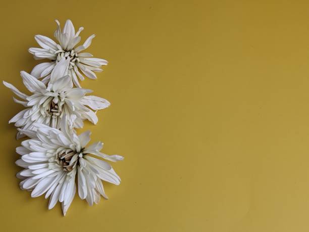 istock chrysanthemum flowers with text space 1586790124