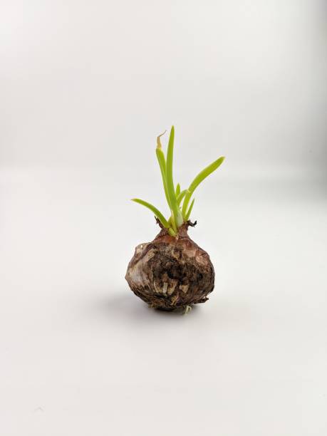 istock small onion with shoots on white background as a growth concept 1586790285