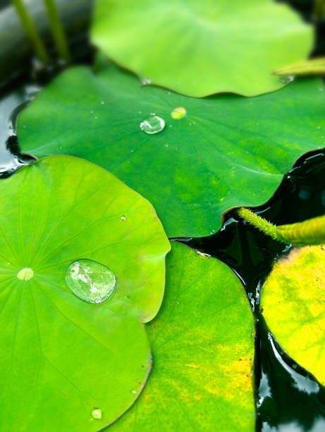 istock lotus leaves and aquatic plants 1586790490