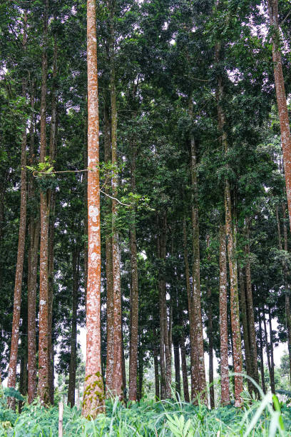 Senduro Tree in Senduro District The senduro tree is in Senduro district, Lumajang district, which is a typical trees species in Lumang district, Indonesia sawmill gravy stock pictures, royalty-free photos & images