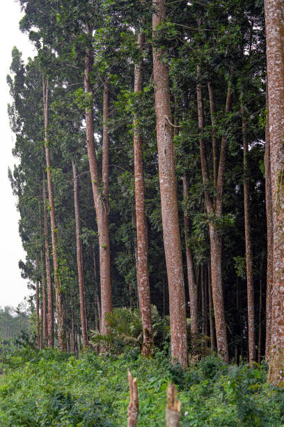 Senduro Tree in Senduro District The senduro tree is in Senduro district, Lumajang district, which is a typical trees species in Lumang district, Indonesia sawmill gravy stock pictures, royalty-free photos & images