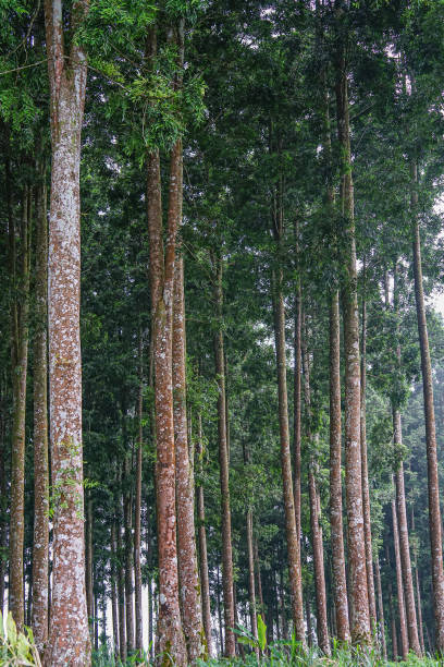 Senduro Tree in Senduro District The senduro tree is in Senduro district, Lumajang district, which is a typical trees species in Lumang district, Indonesia sawmill gravy stock pictures, royalty-free photos & images