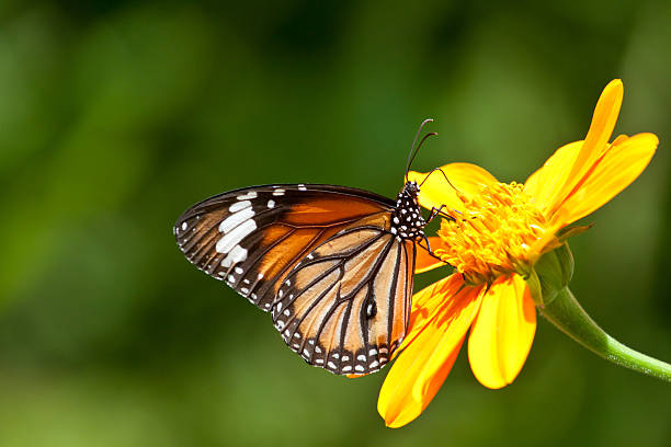istock buterfly in the garden 158679476