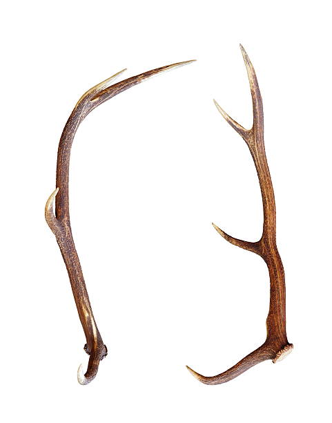 istock red deer antler isolated on white 158679797
