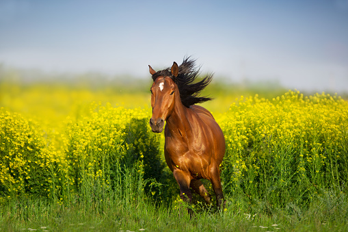 Bay horse with long mane on rape field  free run