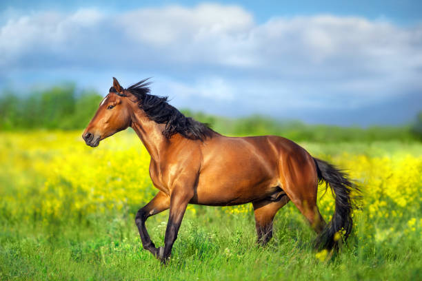 istock Horse run in yellow flowers 1586798188