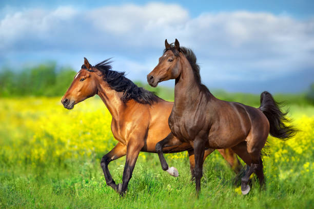 istock Two Horse run in yellow flowers 1586798208